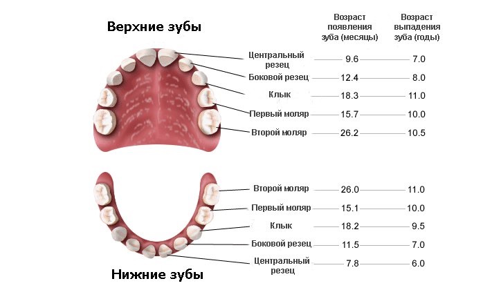 Сверхкомплектные зубы у детей
